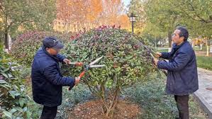 FIFA2026官方网站入口 太仓城市绿化主要有哪些工作